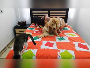 Femme fun watching dog sex ratio