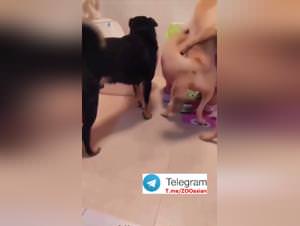 Asian Salope Dog Sex Part 1
