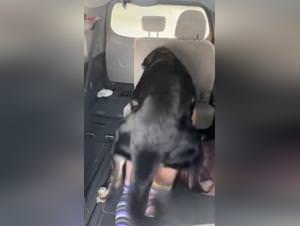 Forbidden pleasures: dog sex with slutty addicts