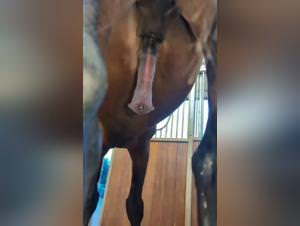 Stallion's Boner Ignites Bestial Desire