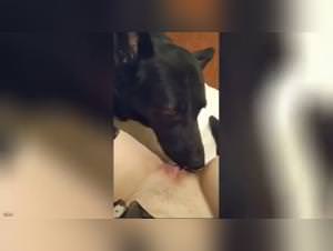 Slut's Wild Dog Blowsjob