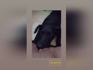 Animal Licking: Forbidden Desires