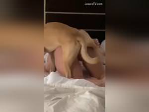 Wild dog fucking: Freak In The Sheets