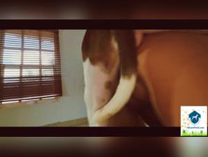 Girls fucking dogs: Beasiality movie with a woman and her dog partner, featuring Xiomara