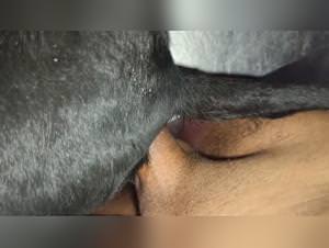 Feline bestiality : explicit sex sessions