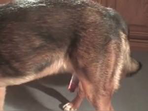 Woman Dog Sex XXX Intense