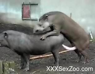 Two animals fucking each other in a hot zoo scene