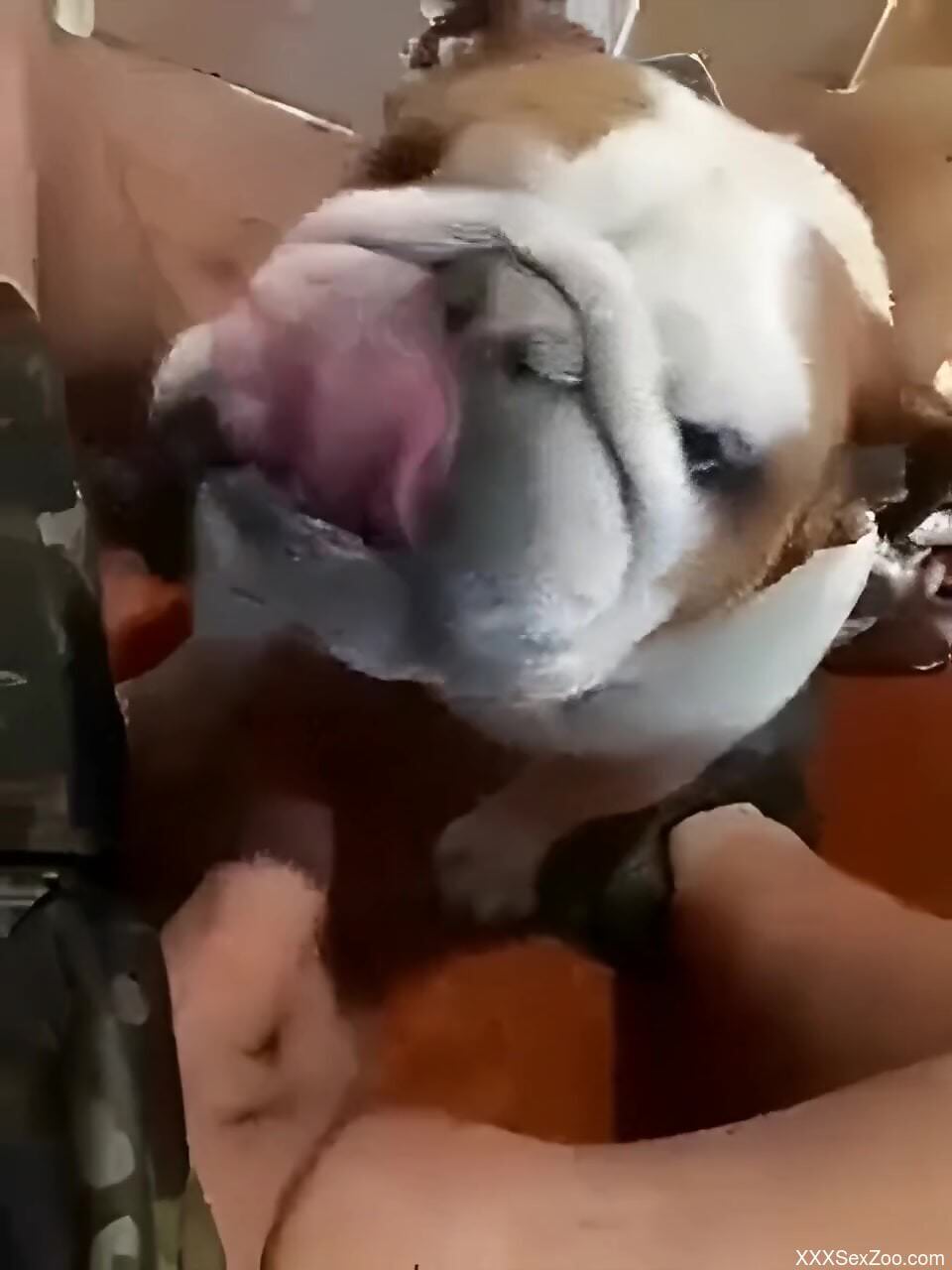 Dog licks man's erect dick during strong jerk off solo