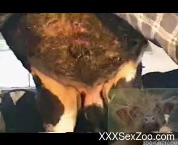 Nothing turns on zoophile much more than looking at calf