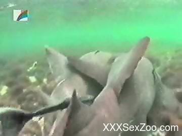 Underwater fish porn for horny zoo lover