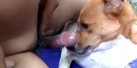 Nude man loves how the dog licks his dick before sex