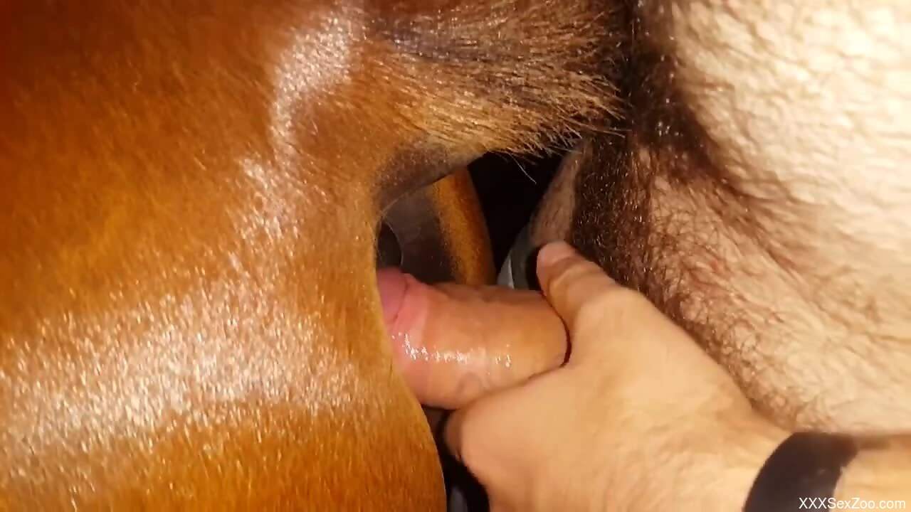 Man loudly fucks horse in brutal zoophilia scenes