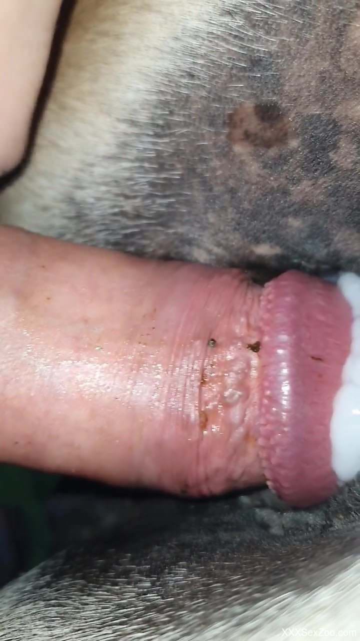 Massive zoophile penis fucking a tight beast hole