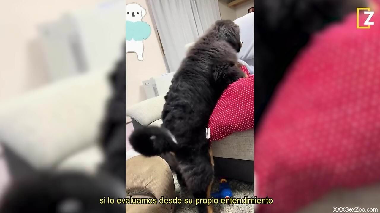 Sexy girls and their pets in a hot zoophilia compilation