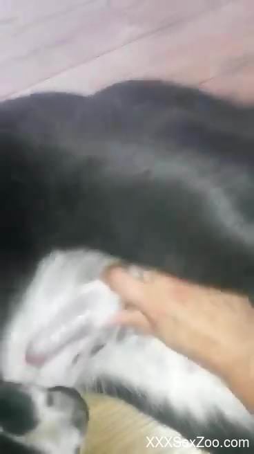 Strong scenes of dog zoophilia with a man enjoying the dog