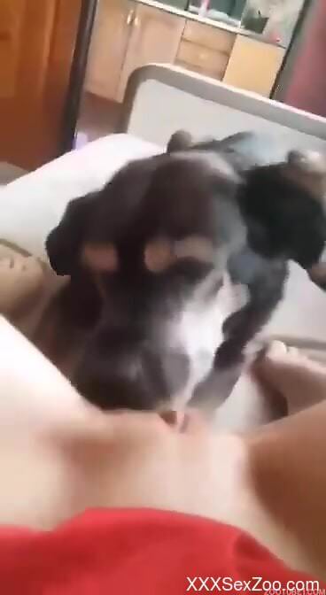 Dog licks woman's wet pussy and makes her come like never before