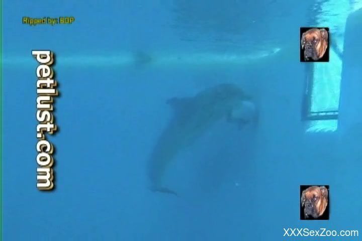 Underwater animal porn fetish scenes with the horny dolphin