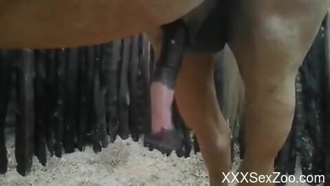 Horse cock is going to look good and it'll be hot