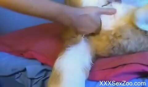 Animal getting fisted with a great deal of zeal