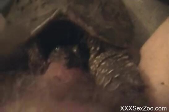 Insolent man inserts his big dick hard in a moist animal