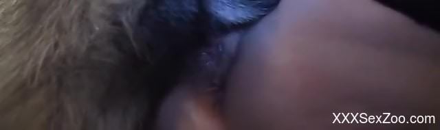 Dog licks woman's pussy then fucks her in excellent XXX