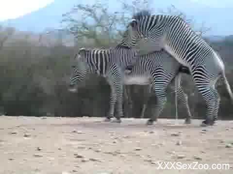 Nice to see how two gorgeous and wild zebras are fucking in desert