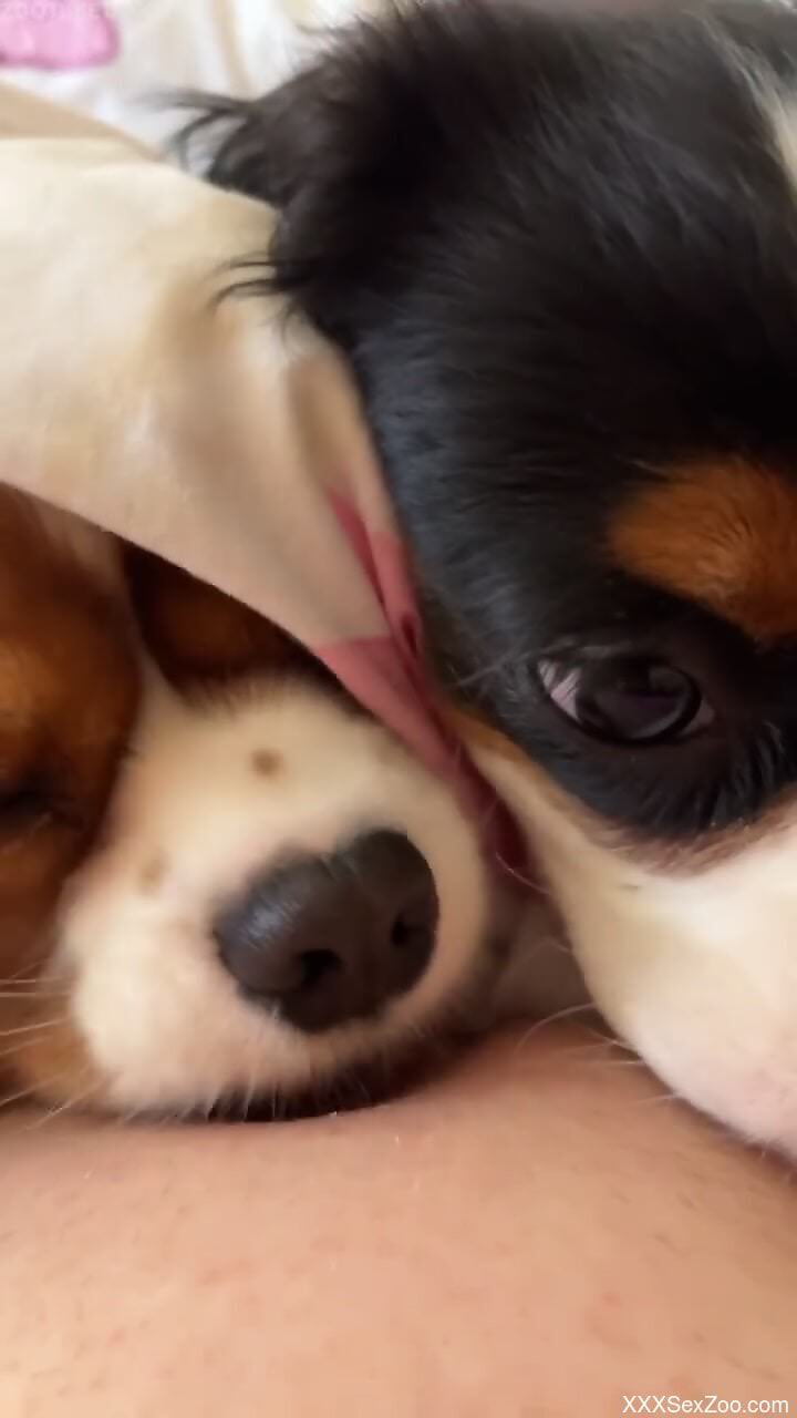 Small dogs lick the woman's clit in very intense modes