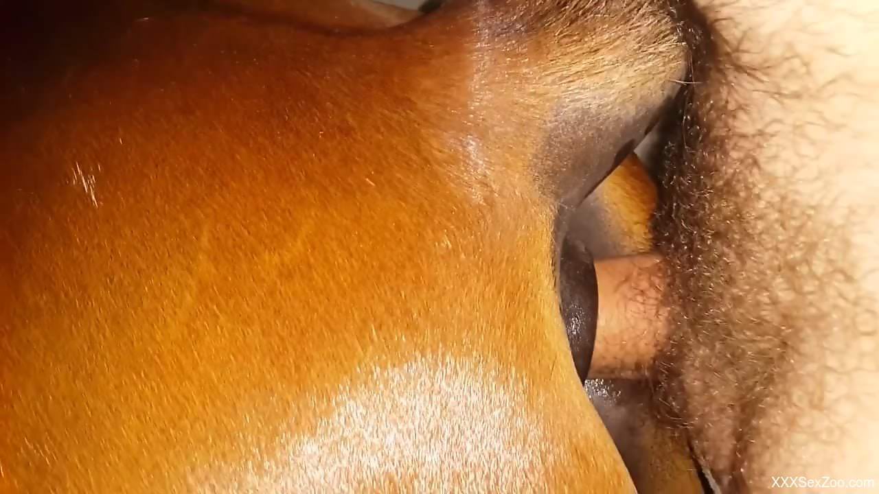 Man fucks tight horse's pussy and ass in very intimate cam hardcore