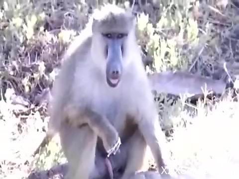 Horny baboon masturbates while horny guy films him