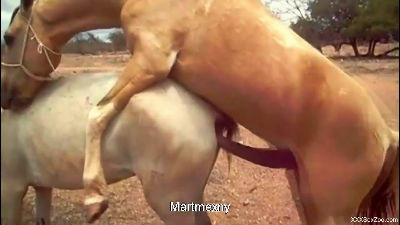 Horny mare enjoys hardcore sex with a hung horse