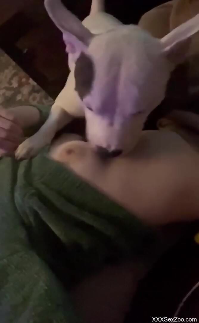 Insolent woman lets the curious dog lick her tits and nipples