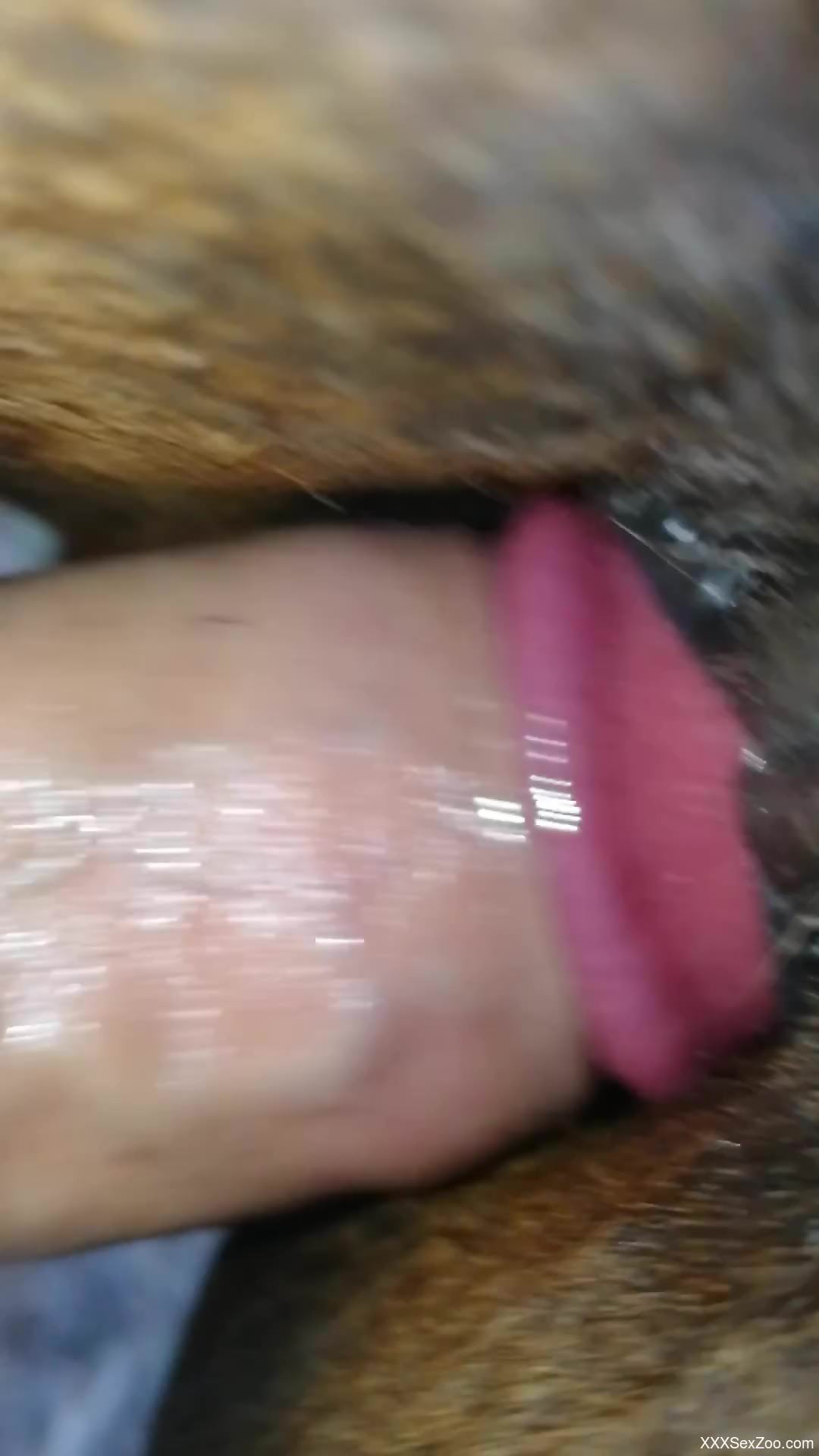 Dude uses his hard cock to gape an animal's wet hole