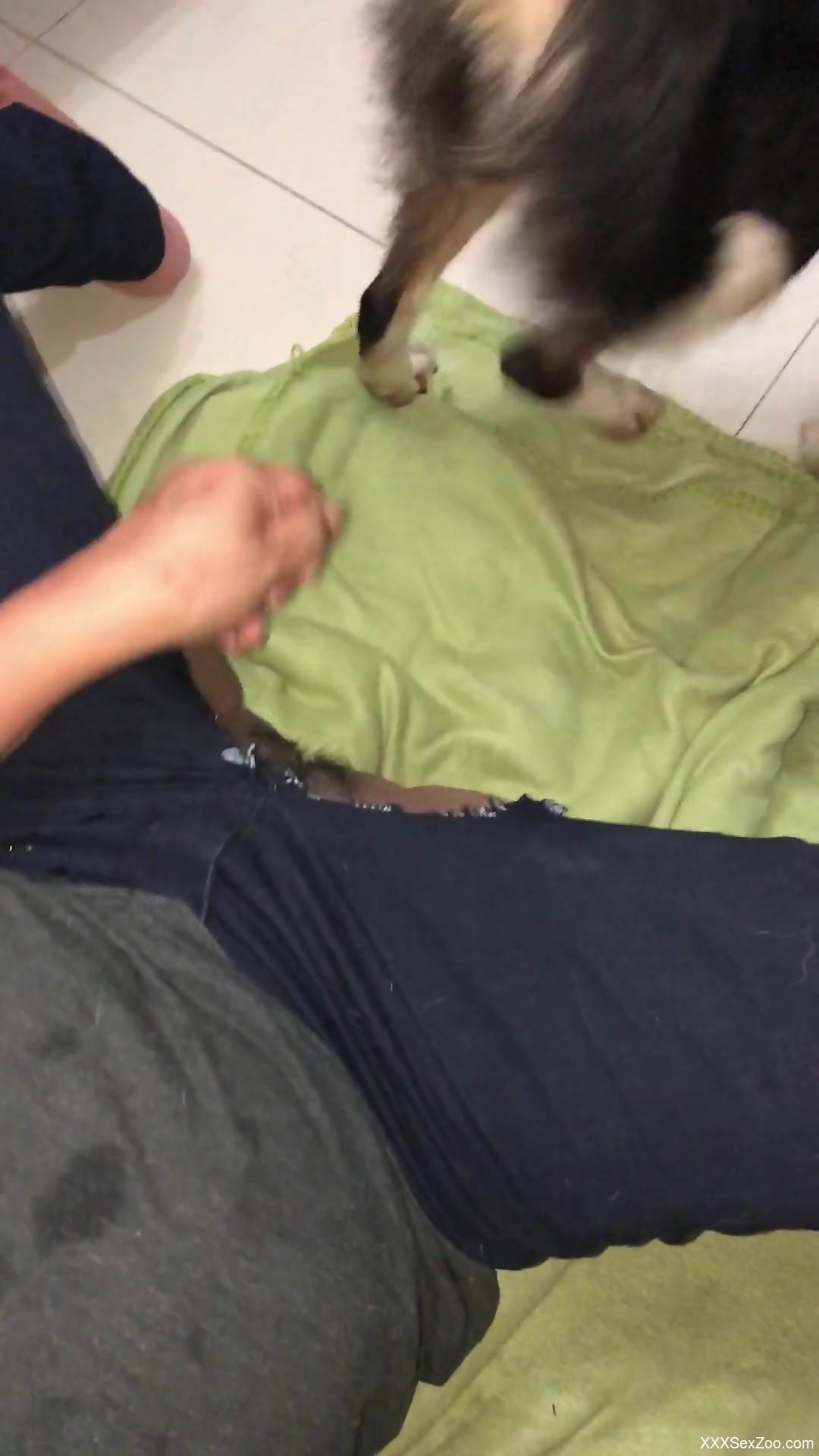 Man jerks off and enjoys the dog licking his sperm