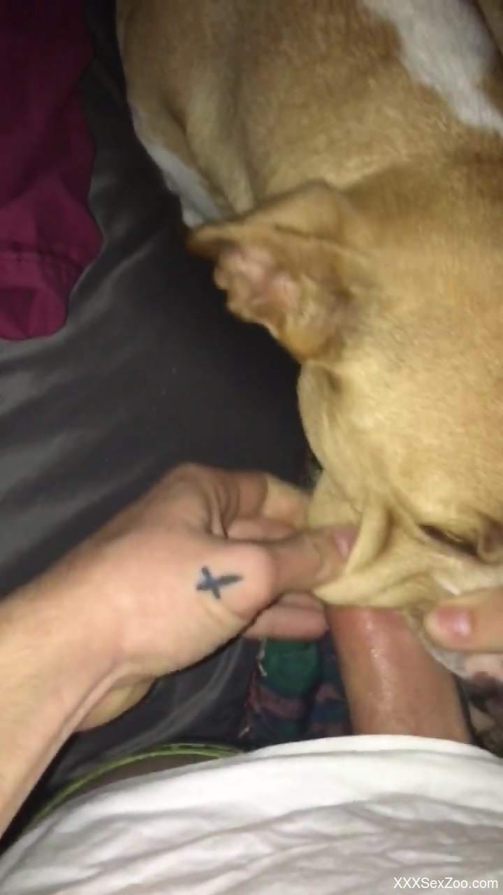 Slutty dog getting fucked in POV like a bitch