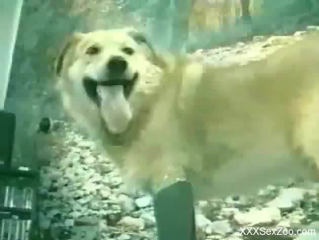 Retro babe gets to suck a dog's cock after getting pounded