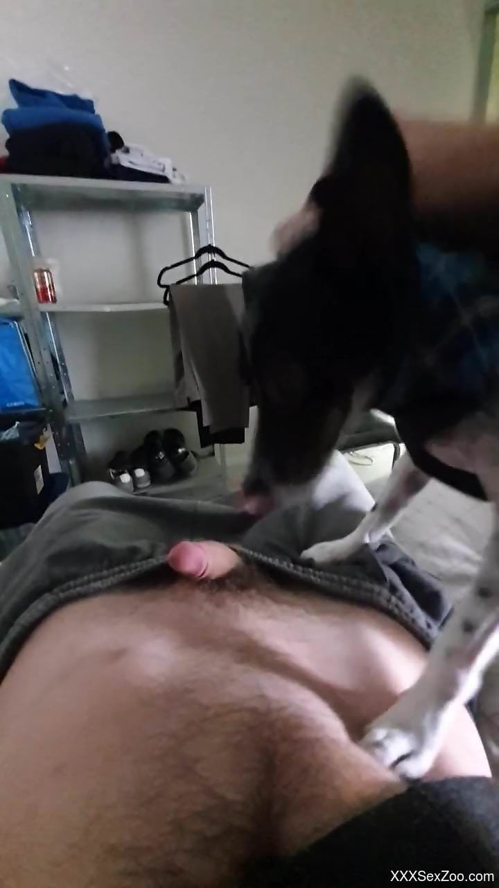 Dog makes owner come by licking his dick in a sloppy mode