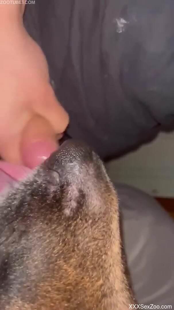 Amateur man lets the curious dog licks his penis
