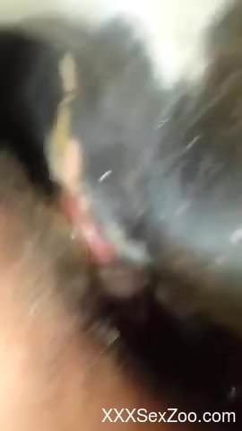 Midnight horse perversions grants man the best orgasm