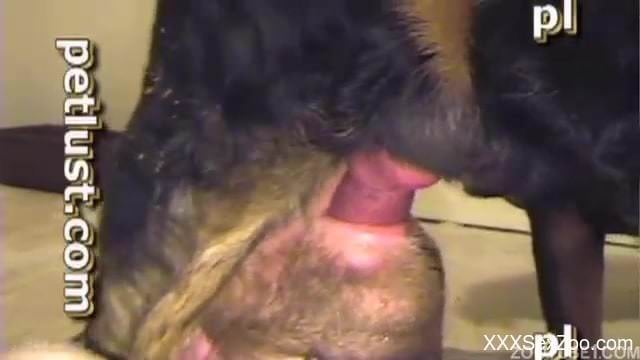 Young dog gets face-fucked a cock-swallowing zoophile