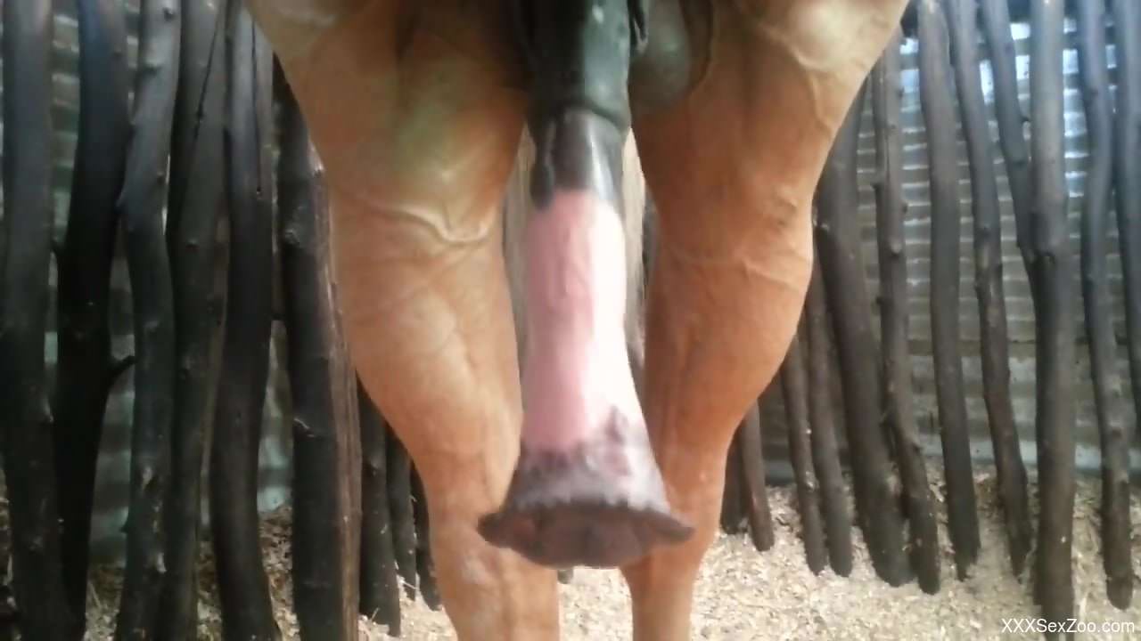 Man feels aroused watching this huge horse dick hangings