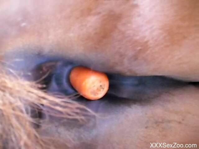 Man loudly fucks horse with a carrot before using his dick