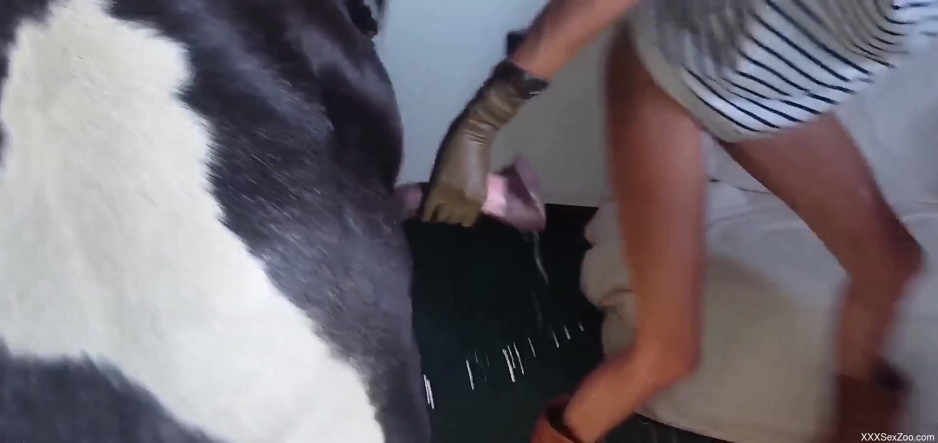 Horse cock used for deep pussy fucking from behind