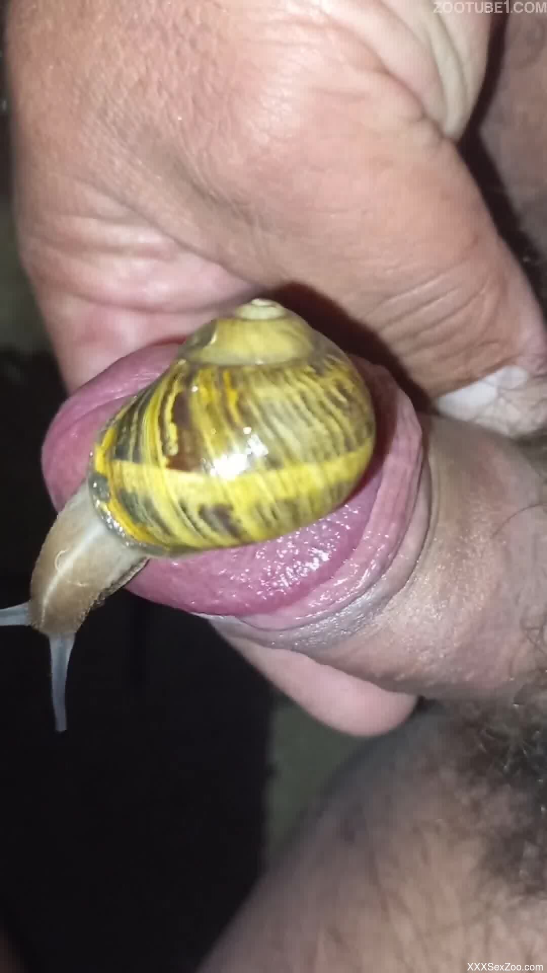 Man jerks off with snails on his penis and balls