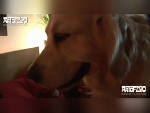 Gabby - Forbidden Breed: Wild Dog Action