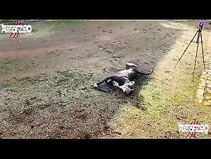 Dog Sex Extreme : How Long Does It Take ? K9 Lover Action