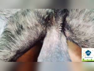 Furious sam doggy sex hardcore