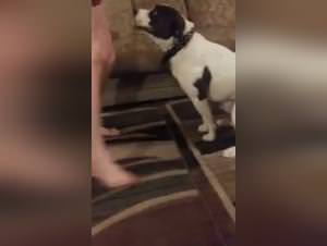 Animal Sexo XXX: Granny's Deepthroat Doggy Delight