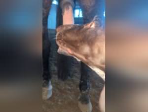 Bitch Fucks Dog Horse Extreme Sex