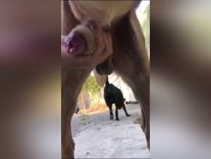 Teen girl dog cock first time