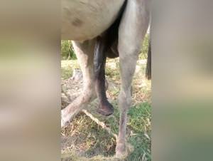 Giant donkey, blazing flare, extreme sex